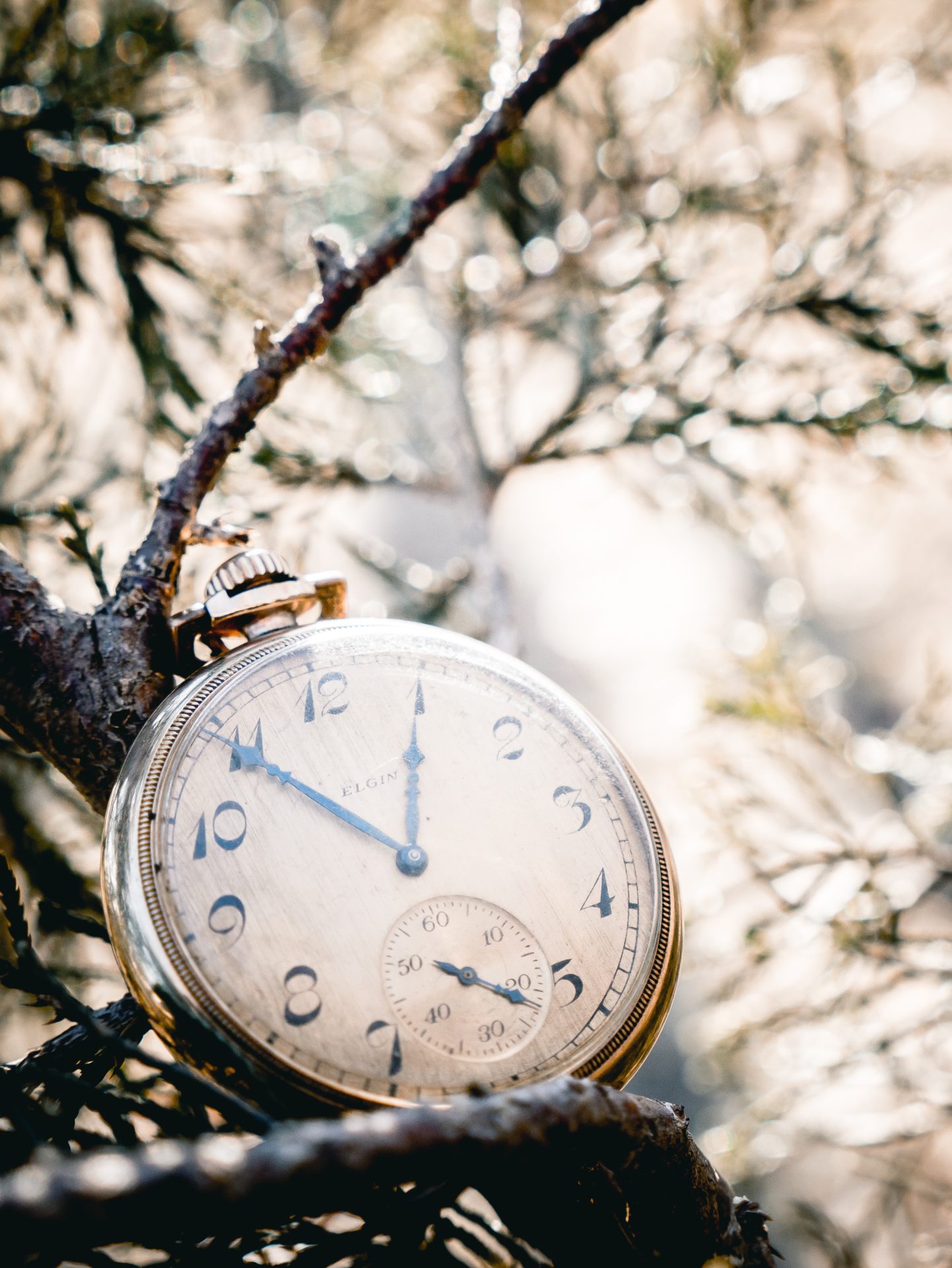 Eine alte Taschenuhr liegt auf dem Ast eines Baumes. Das Licht schimmert durch die Äste, so dass das Bild etwas verträumt wirkt. Titelbild zum Thema Tempo und Spannung.